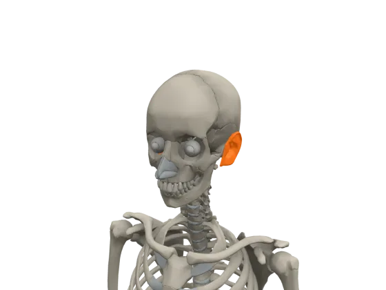 ucho zewnętrzne w modelu 3D anotemy