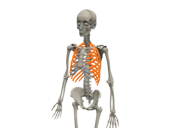 żebro w modelu 3D anotemy