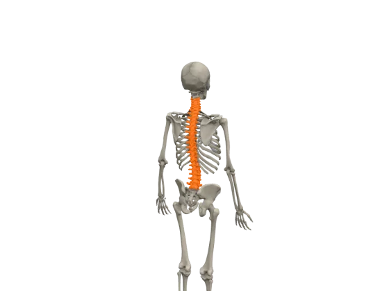 kręg w modelu 3D anotemy