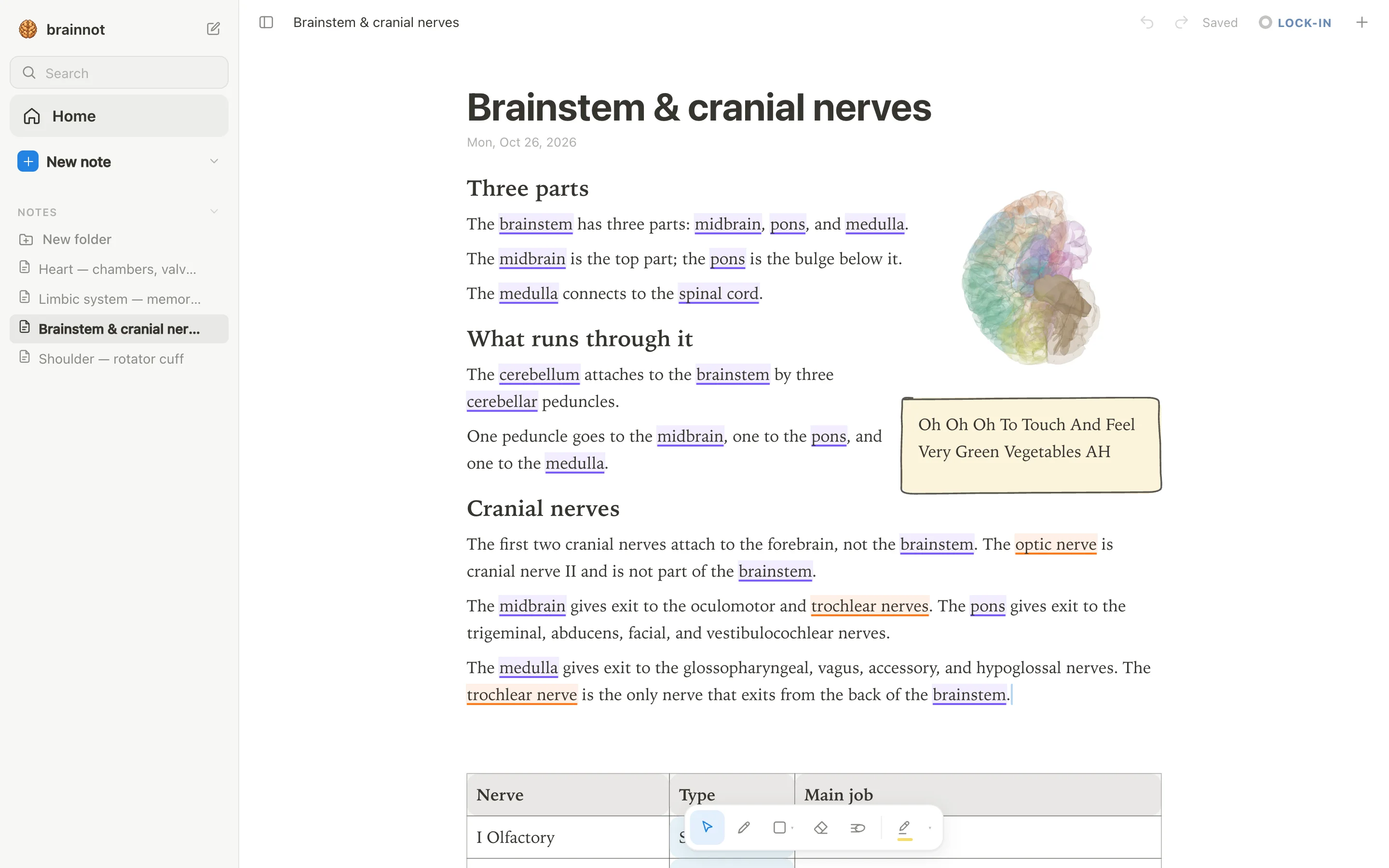 anotemy app open on a brainstem note with short headings, brain structures underlined in violet, a 3D brain from the side showing the brainstem, and a yellow mnemonic box.