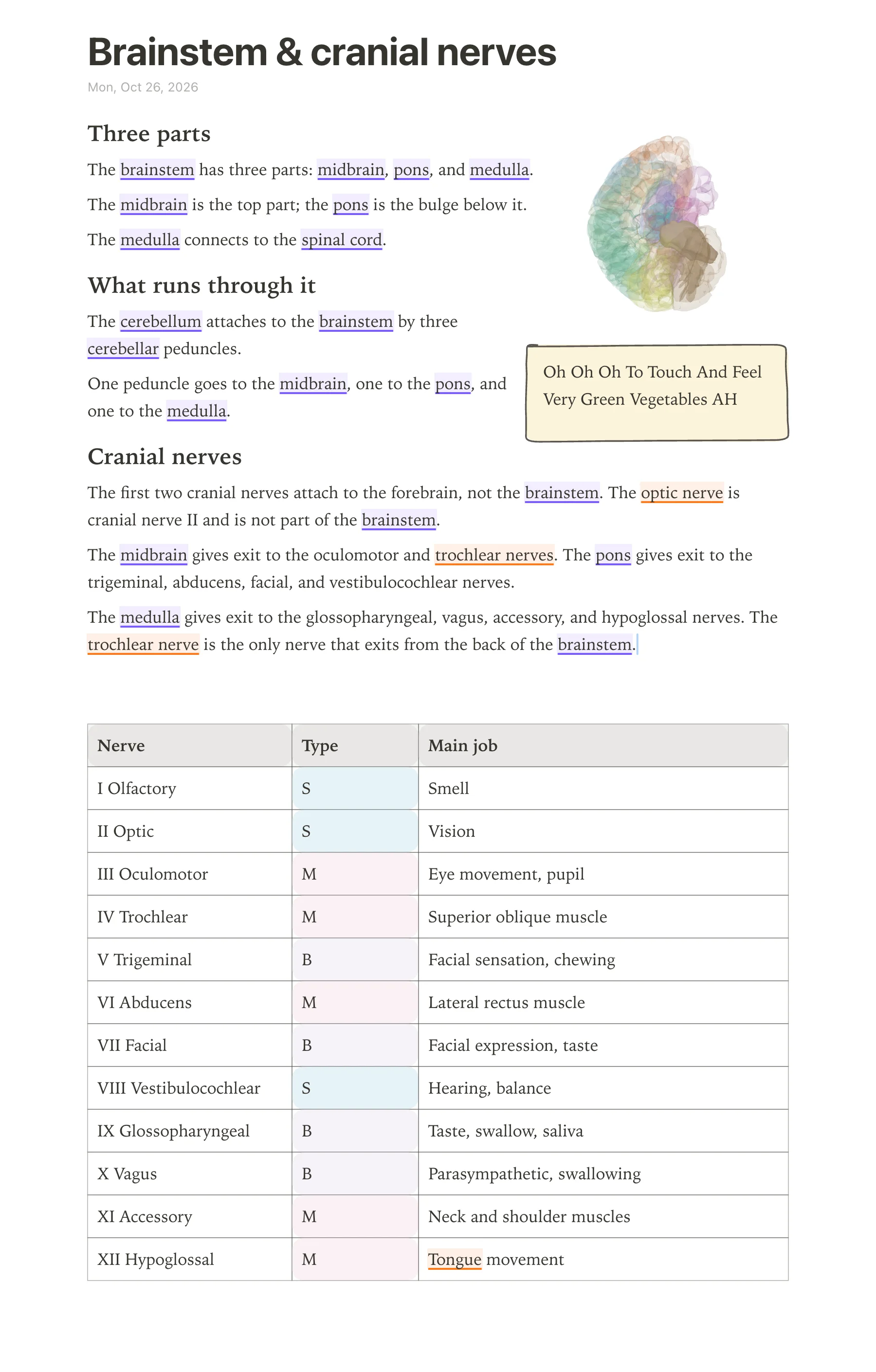 Screenshot of a anotemy page showing typed notes about the brainstem. The word 'brainstem' is underlined in violet and a 3D brainstem model is embedded as a cut-out picture beside the text. Below the notes is a hand-drawn table with 12 rows, one for each cranial nerve. The table columns are 'nerve', 'type' with S, M, or B tinted by highlight color, and 'main job'.