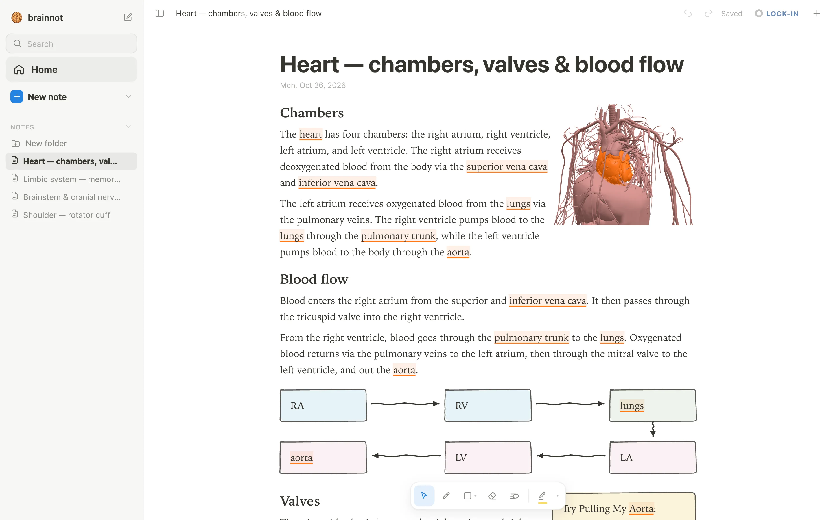 anotemy app open on a heart note with a 3D heart, highlighted structure names in the text, and a notes sidebar.