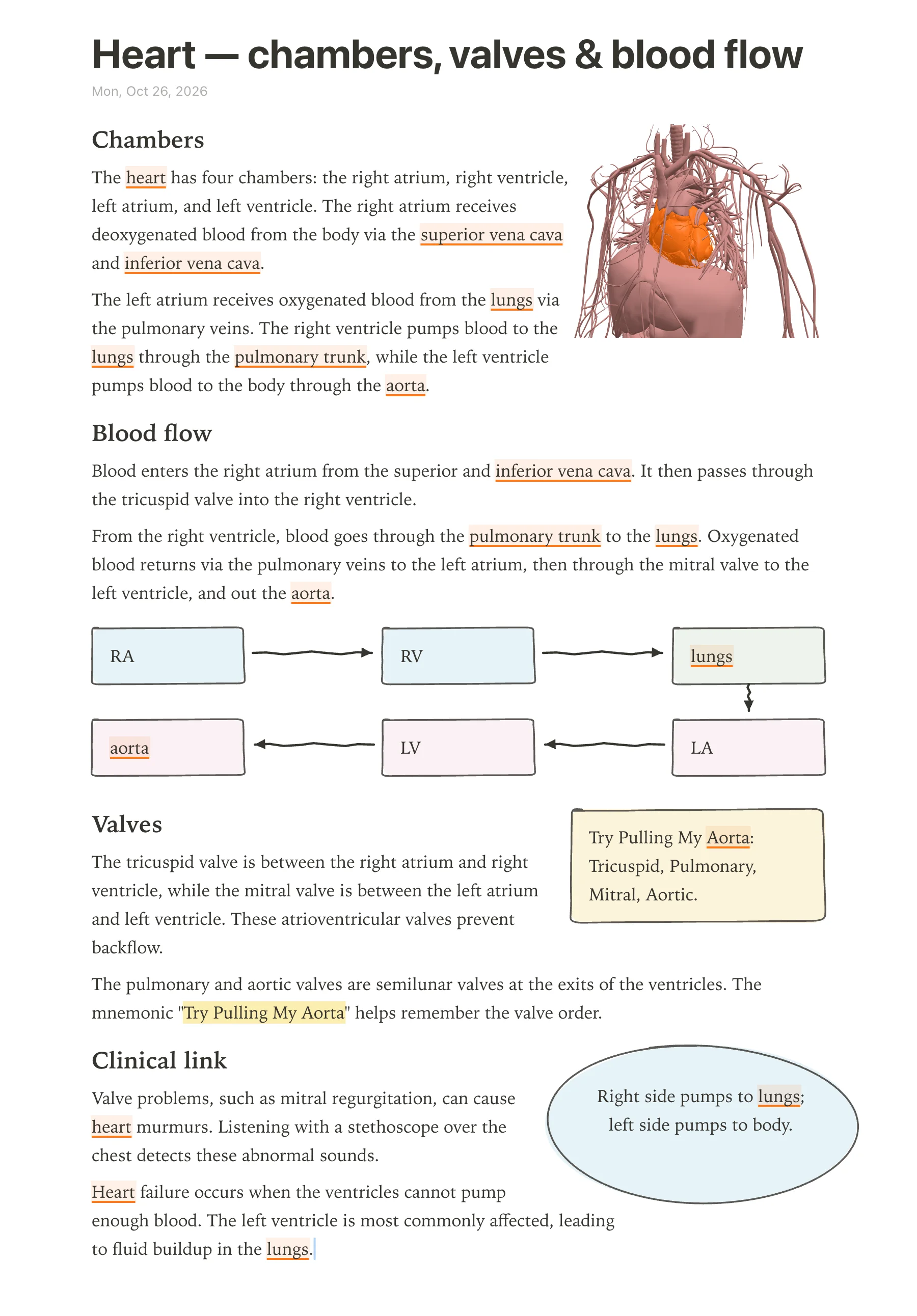 Screenshot of a anotemy heart note page showing chambers, a hand-drawn flow diagram of boxes and arrows from RA to RV to lungs to LA to LV to aorta, a yellow mnemonic box with text 'Try Pulling My Aorta', and a blue takeaway bubble.