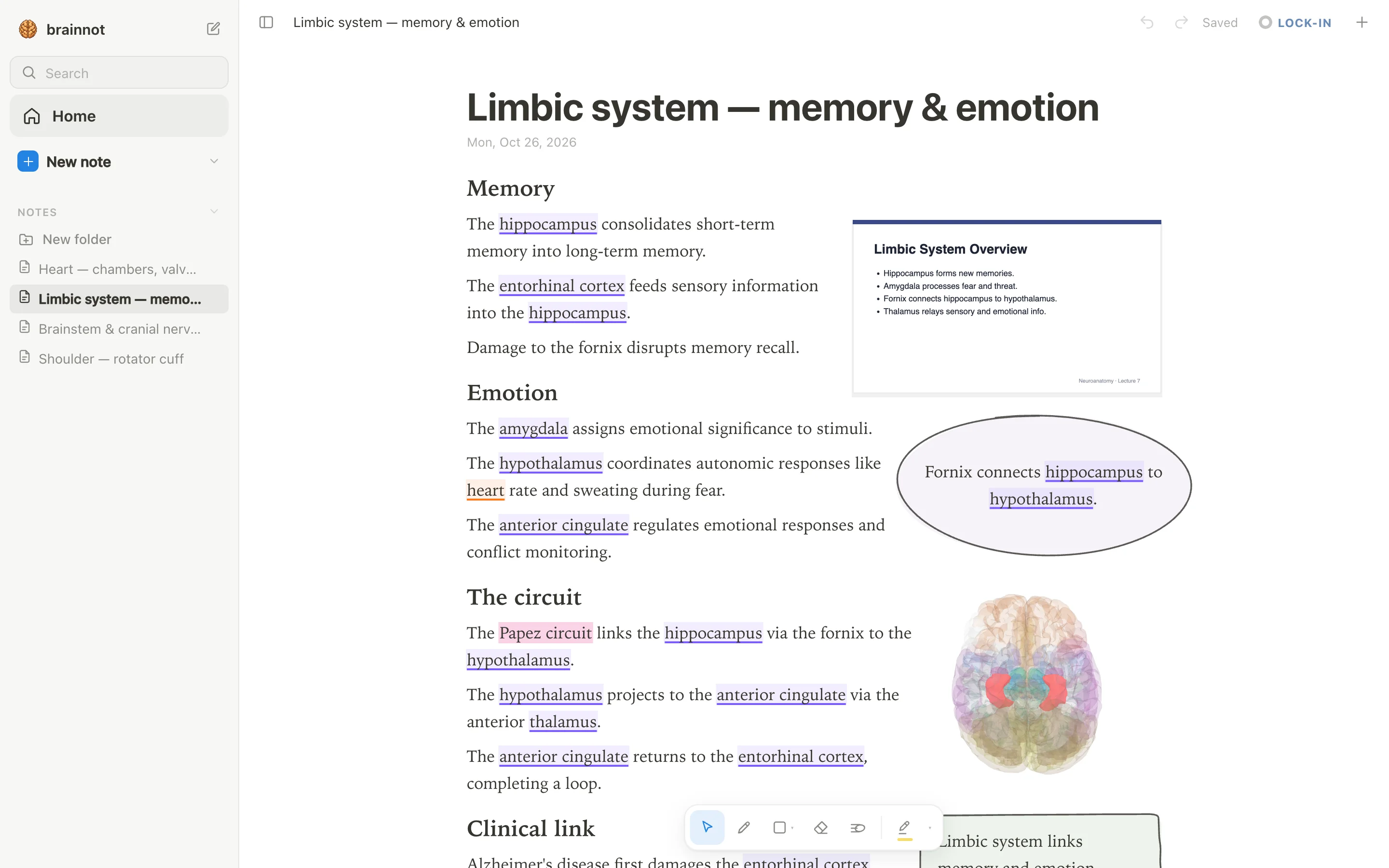 anotemy app open on a limbic system note, with a lecture slide docked beside the notes, a purple takeaway bubble, and a 3D brain showing the hippocampus lit.