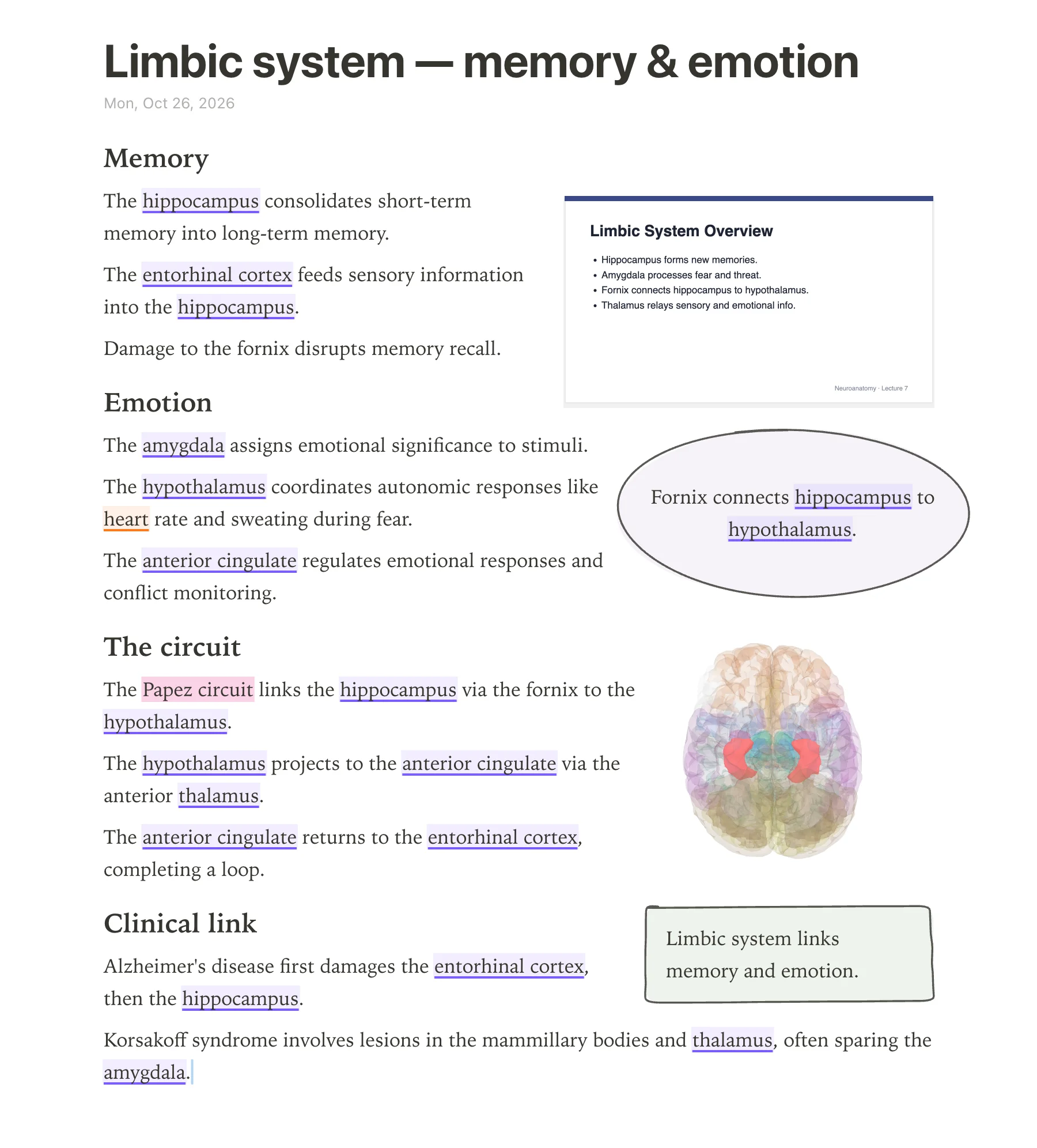 A anotemy page about the limbic system: brain structures underlined in violet, the 'Papez circuit' highlighted pink, a lecture slide, a purple takeaway bubble, a 3D brain, and a green takeaway box.