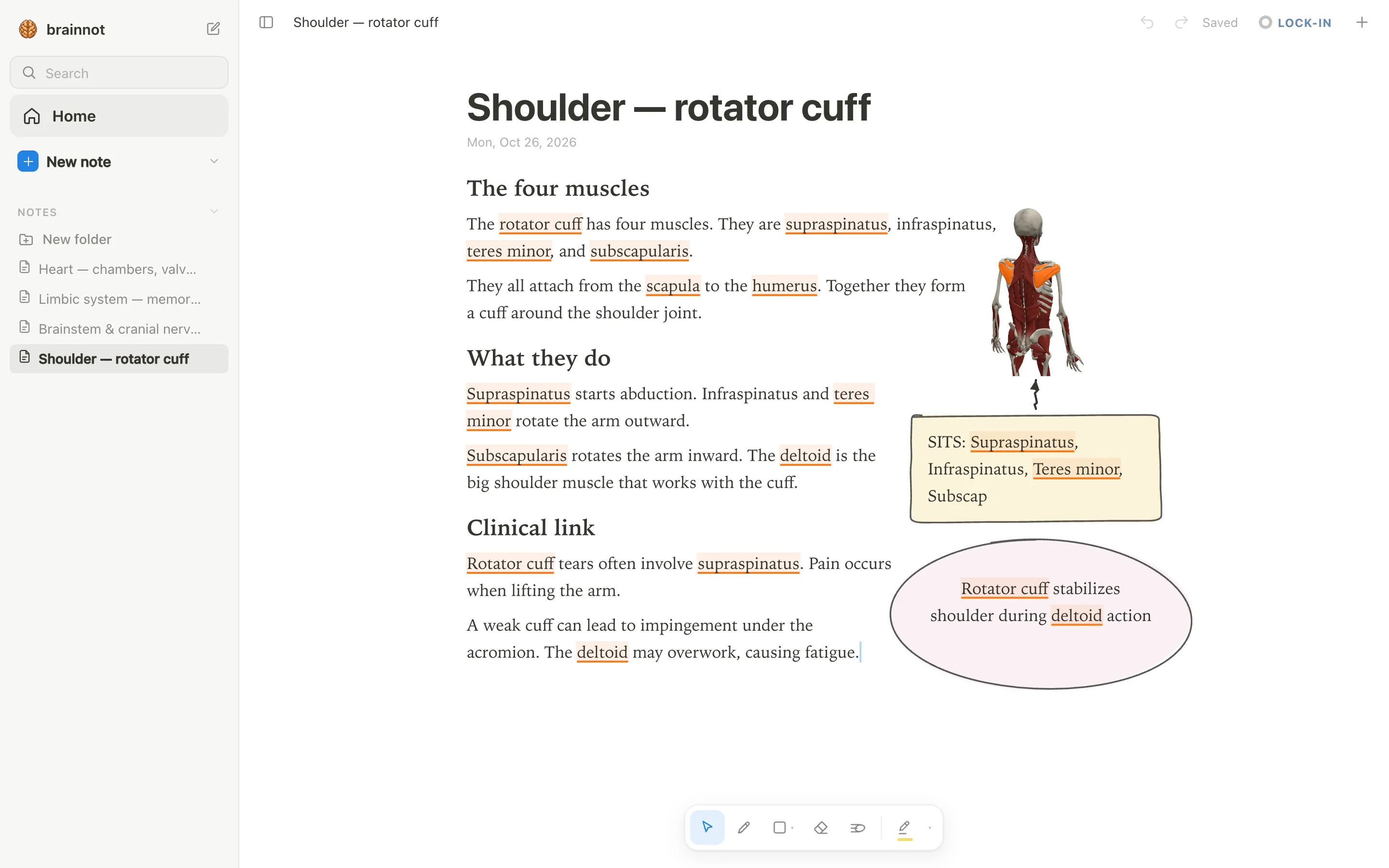 anotemy app open on a rotator cuff note: a 3D model of the back with the rotator cuff lit orange, typed text beside it, and a hand-drawn SITS mnemonic box with an arrow pointing up to the model.