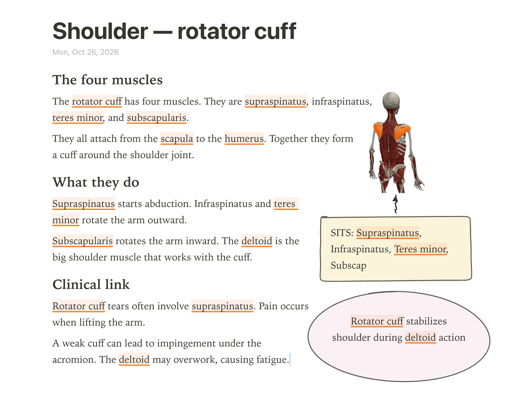 Screenshot of a anotemy note showing the rotator cuff page: the four SITS muscles listed with actions, a clinical link, a hand-drawn SITS box with an arrow to the 3D model, and a pink takeaway bubble.