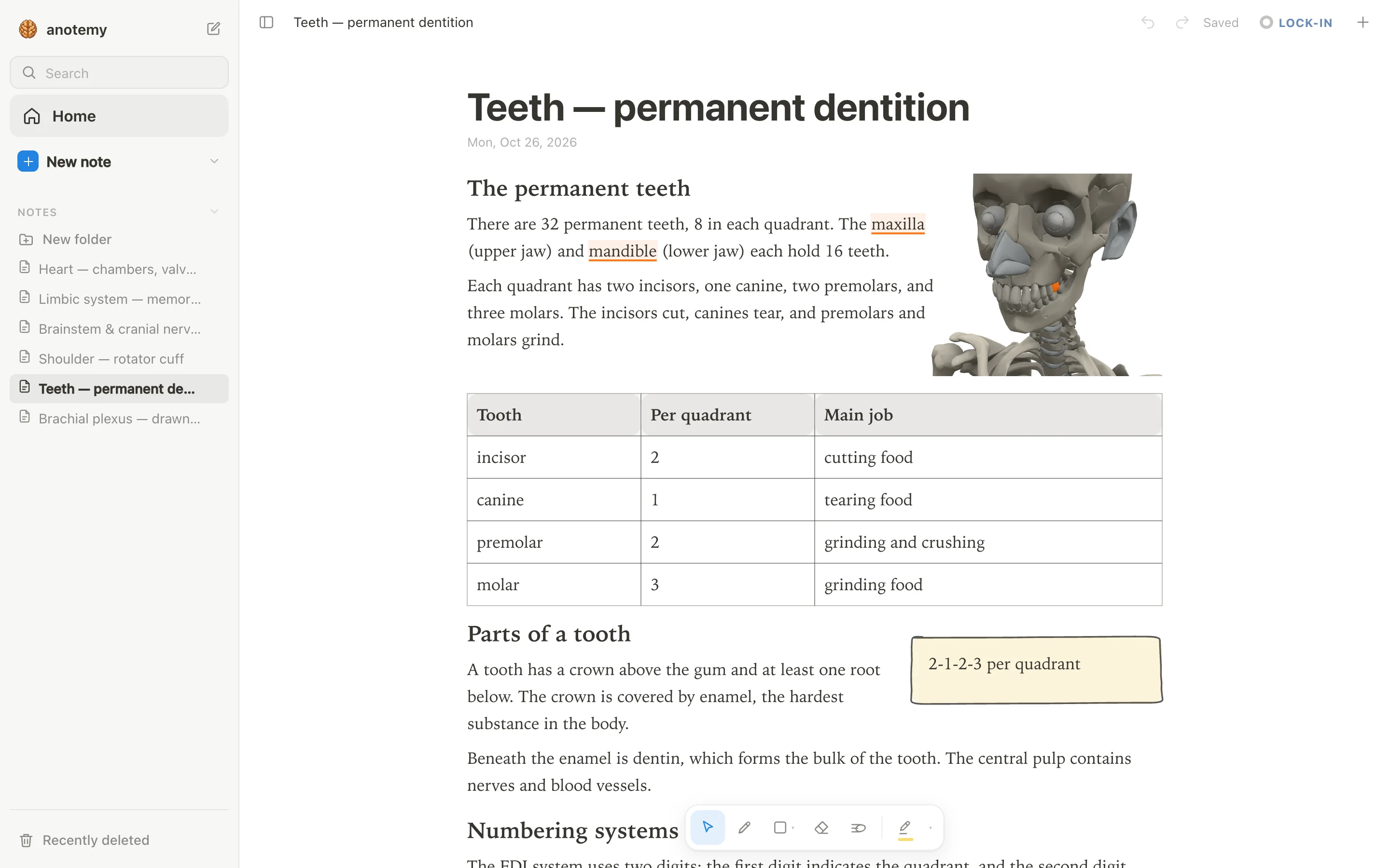 anotemy dental anatomy note with typed notes and a 3D tooth view placed beside the text