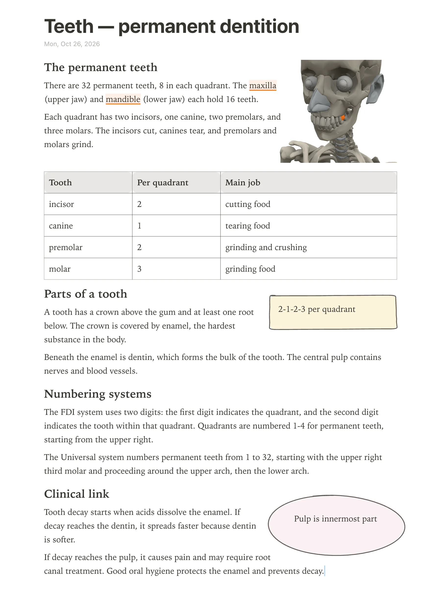 Printed anotemy dental anatomy note on A4 with a labeled cross-section sketch and a tooth table